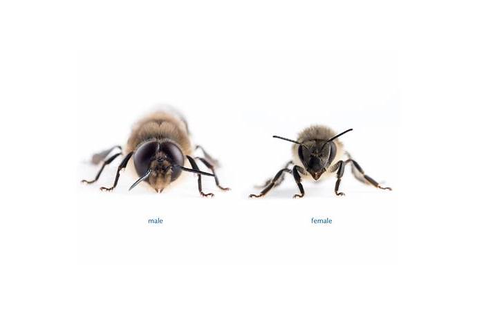 Bumble male to female ratio