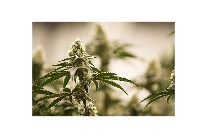 Colorado legal age to smoke weed